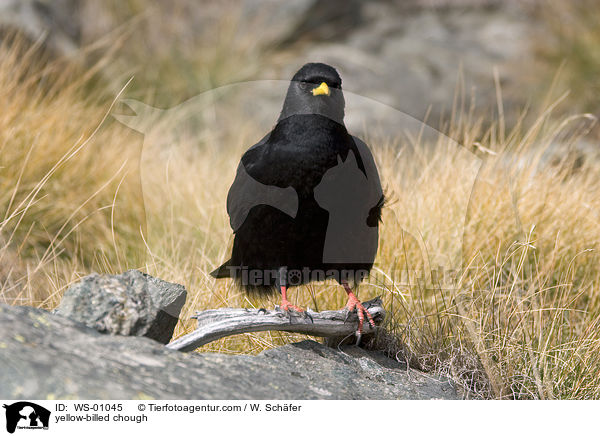 Alpendohle / yellow-billed chough / WS-01045