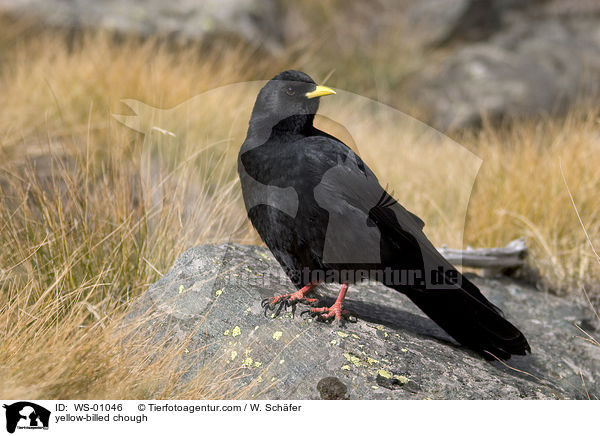 Alpendohle / yellow-billed chough / WS-01046