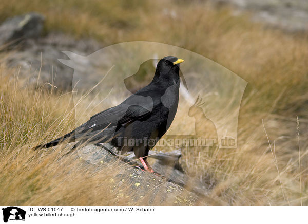 Alpendohle / yellow-billed chough / WS-01047