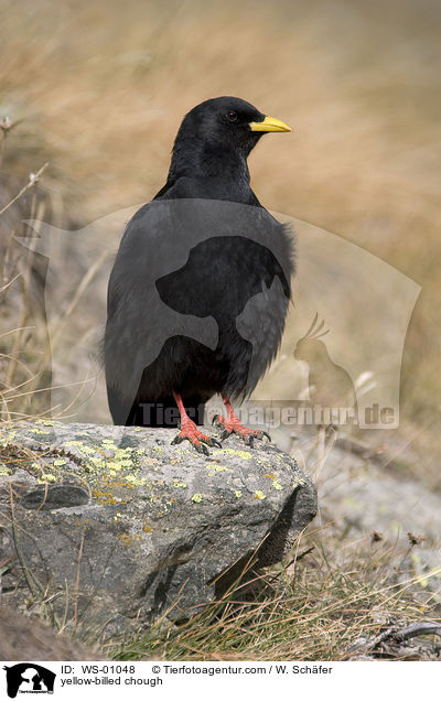 Alpendohle / yellow-billed chough / WS-01048