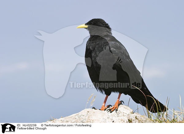 Alpendohle / Yellow-billed Chough / HJ-02239
