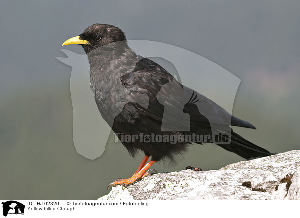 Yellow-billed Chough / HJ-02320