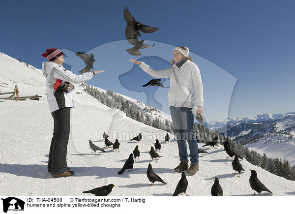 Menschen und Alpendohlen / humans and alpine yellow-billed choughs / THA-04508