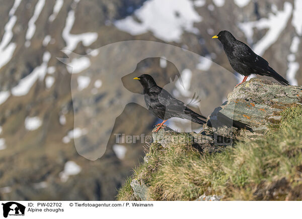 Alpendohlen / Alpine choughs / PW-02702