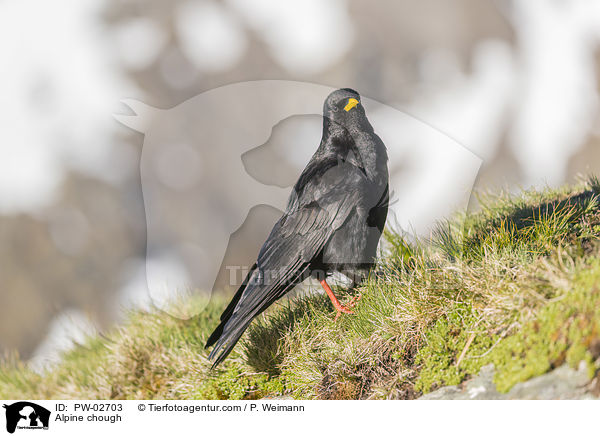 Alpendohle / Alpine chough / PW-02703