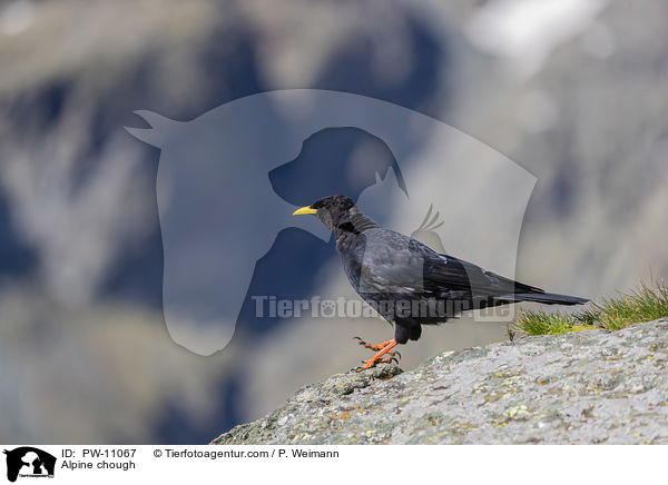 Alpine chough / PW-11067