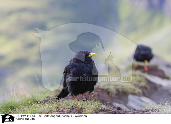 Alpendohle / Alpine chough / PW-11073