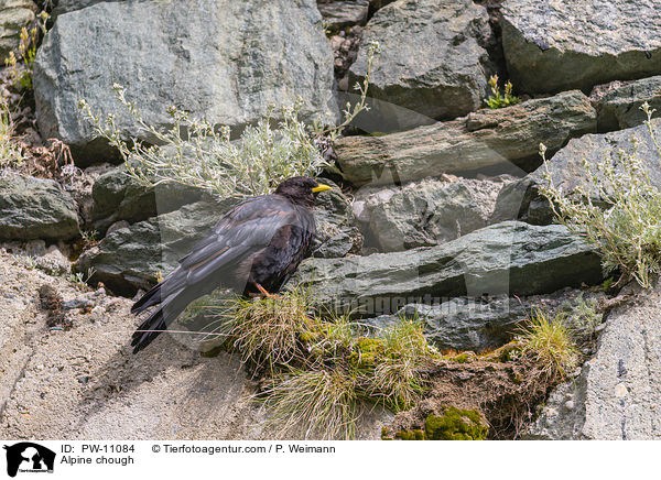 Alpendohle / Alpine chough / PW-11084