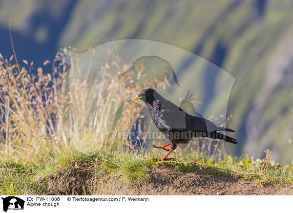 Alpine chough / PW-11086