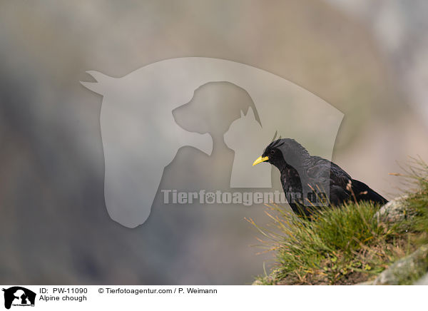 Alpine chough / PW-11090