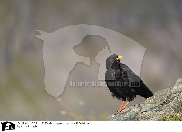 Alpendohle / Alpine chough / PW-11091