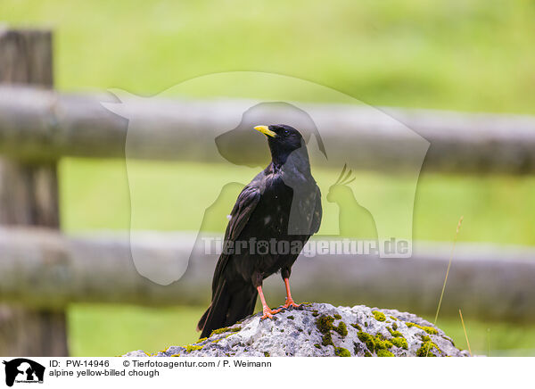 Alpendohle / alpine yellow-billed chough / PW-14946