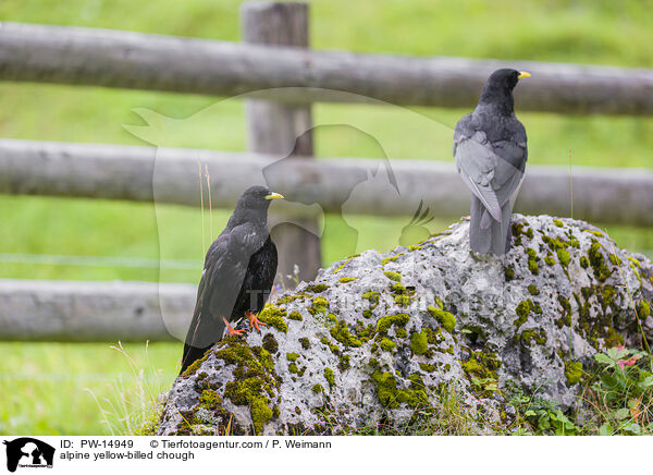 alpine yellow-billed chough / PW-14949