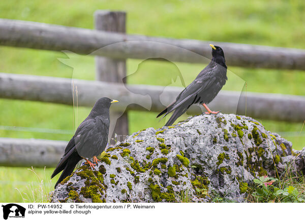 alpine yellow-billed chough / PW-14952