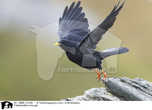 Alpendohle / Yellow-billed chough / DMS-13168