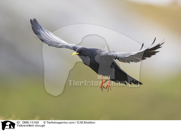 Alpendohle / Yellow-billed chough / DMS-13169