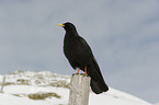 alpine chough