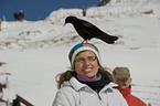 human and alpine yellow-billed chough