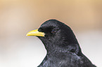 Alpine chough