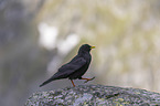 Alpine chough