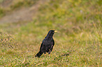 Alpine chough