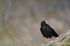 Alpine chough