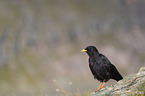 Alpine chough