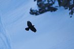 yellow-billed chough