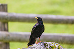 alpine yellow-billed chough