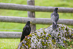 alpine yellow-billed chough