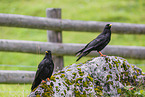 alpine yellow-billed chough