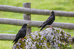 alpine yellow-billed chough