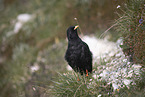 alpine yellow-billed chough