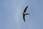 alpine swift
