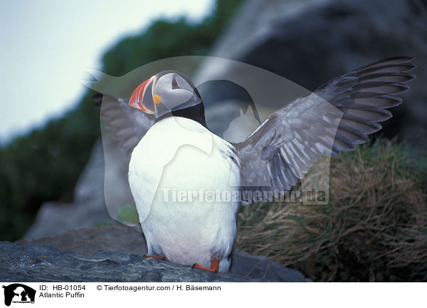 Papageitaucher / Atlantic Puffin / HB-01054