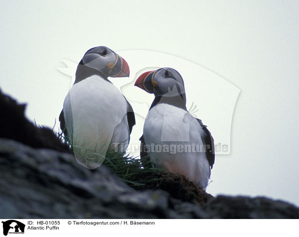 Papageitaucher / Atlantic Puffin / HB-01055