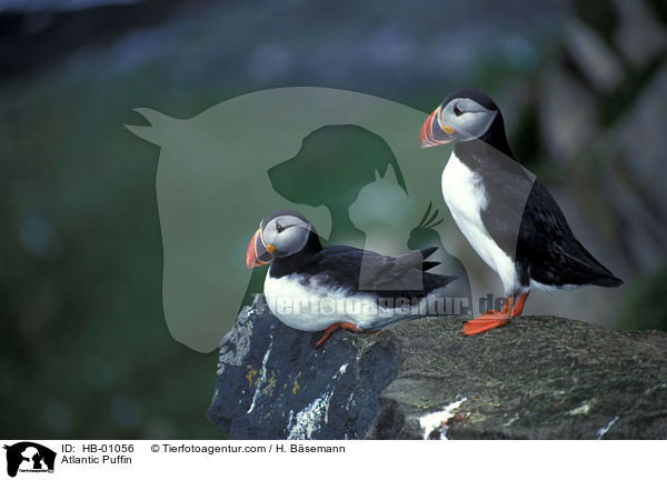 Papageitaucher / Atlantic Puffin / HB-01056