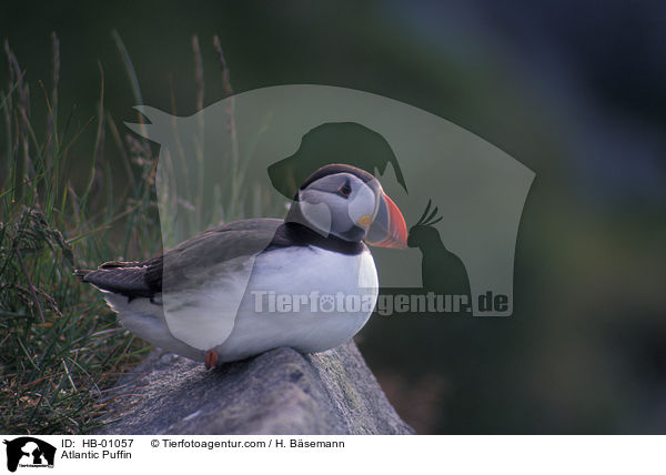 Atlantic Puffin / HB-01057