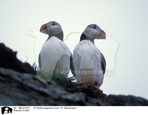 Papageitaucher / Atlantic Puffin / HB-01074