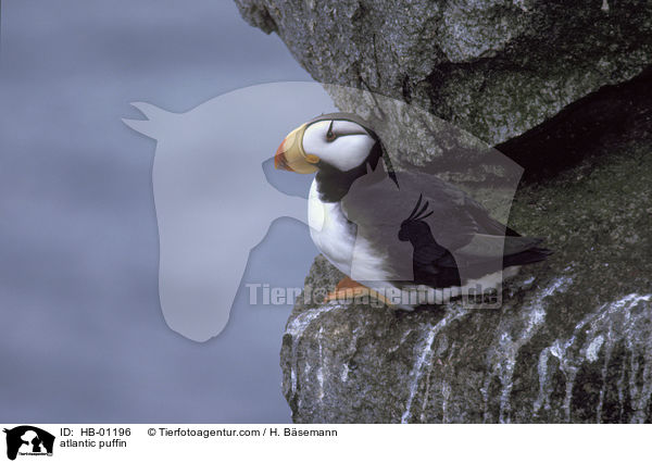 Papageitaucher / atlantic puffin / HB-01196