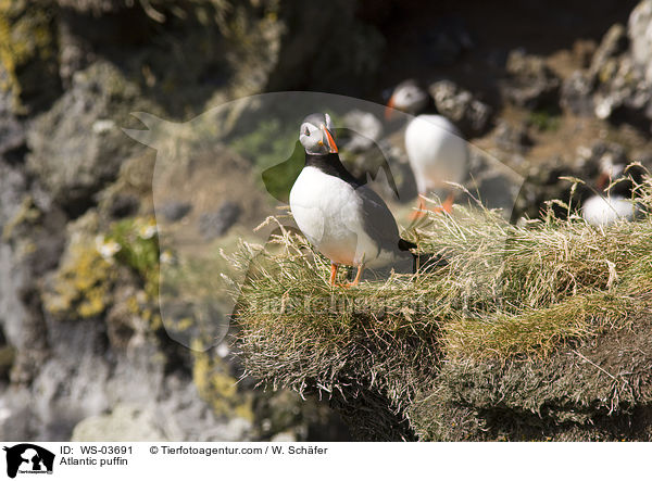 Papageitaucher / Atlantic puffin / WS-03691