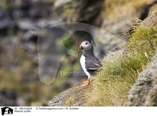 Atlantic puffin / WS-03694