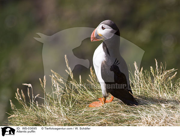 Papageitaucher / Atlantic puffin / WS-03695