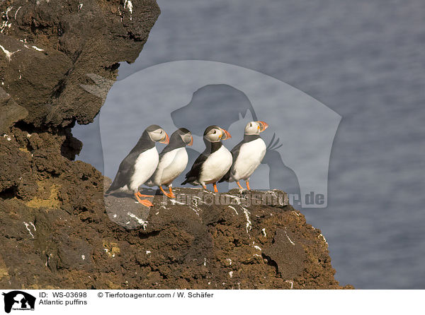 Atlantic puffins / WS-03698