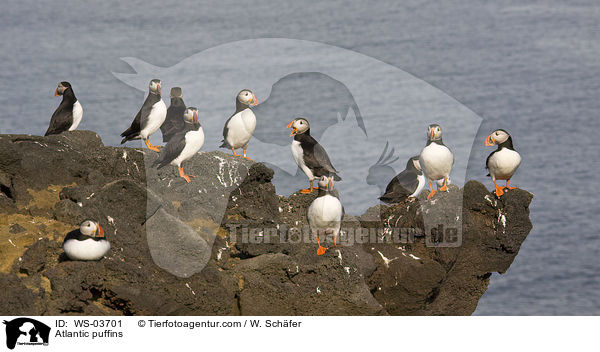 Papageitaucher / Atlantic puffins / WS-03701