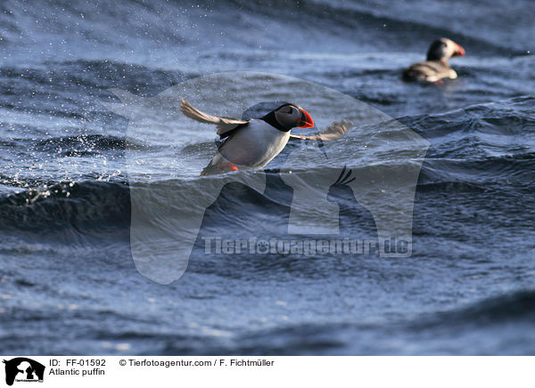Papageitaucher / Atlantic puffin / FF-01592