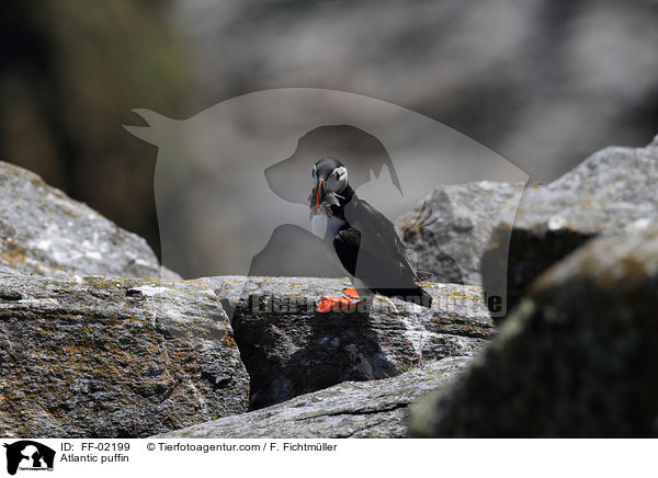 Papageitaucher / Atlantic puffin / FF-02199