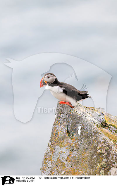 Atlantic puffin / FF-02202