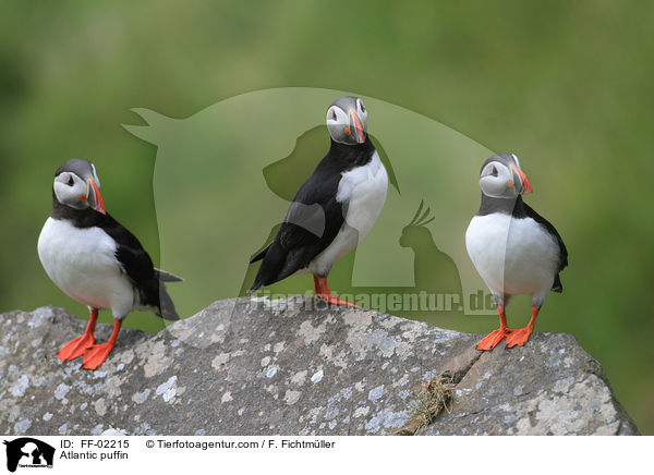 Atlantic puffin / FF-02215