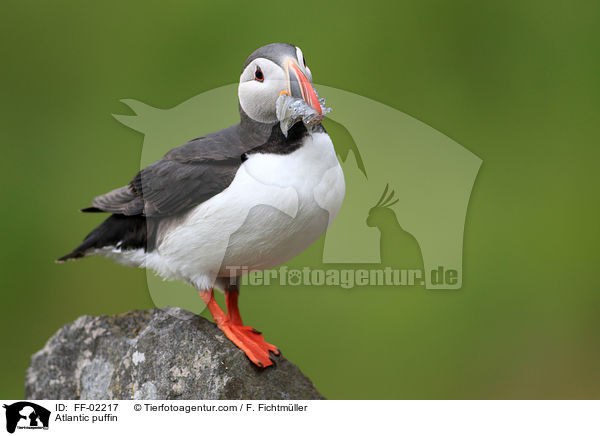 Papageitaucher / Atlantic puffin / FF-02217